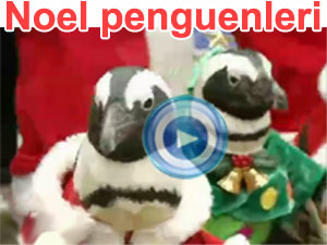 Noel Baba olan penguenler - video | BBC Ortak yayn
