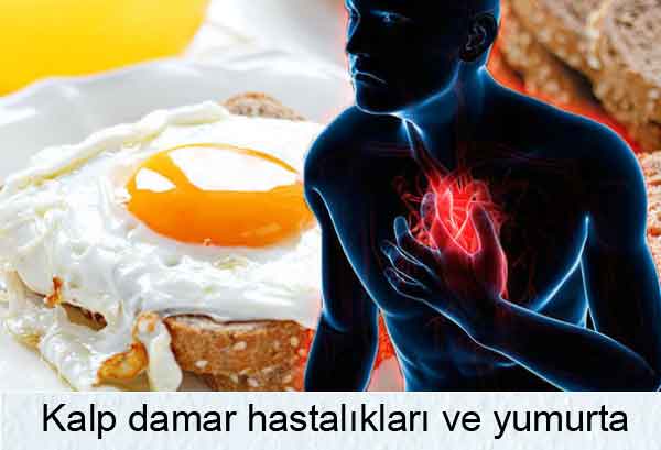 Kalp ve damar hastalıkları ile yumurta yemek arasında ilişki var mı?